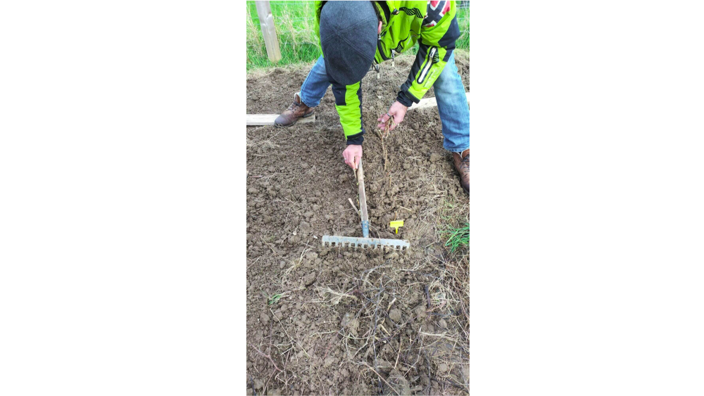 Implantation des boutures : distance de 5cm sur la ligne, l'épaisseur d'un instrument à désherber entre les lignes (ici, un rateau aide à rester droit)