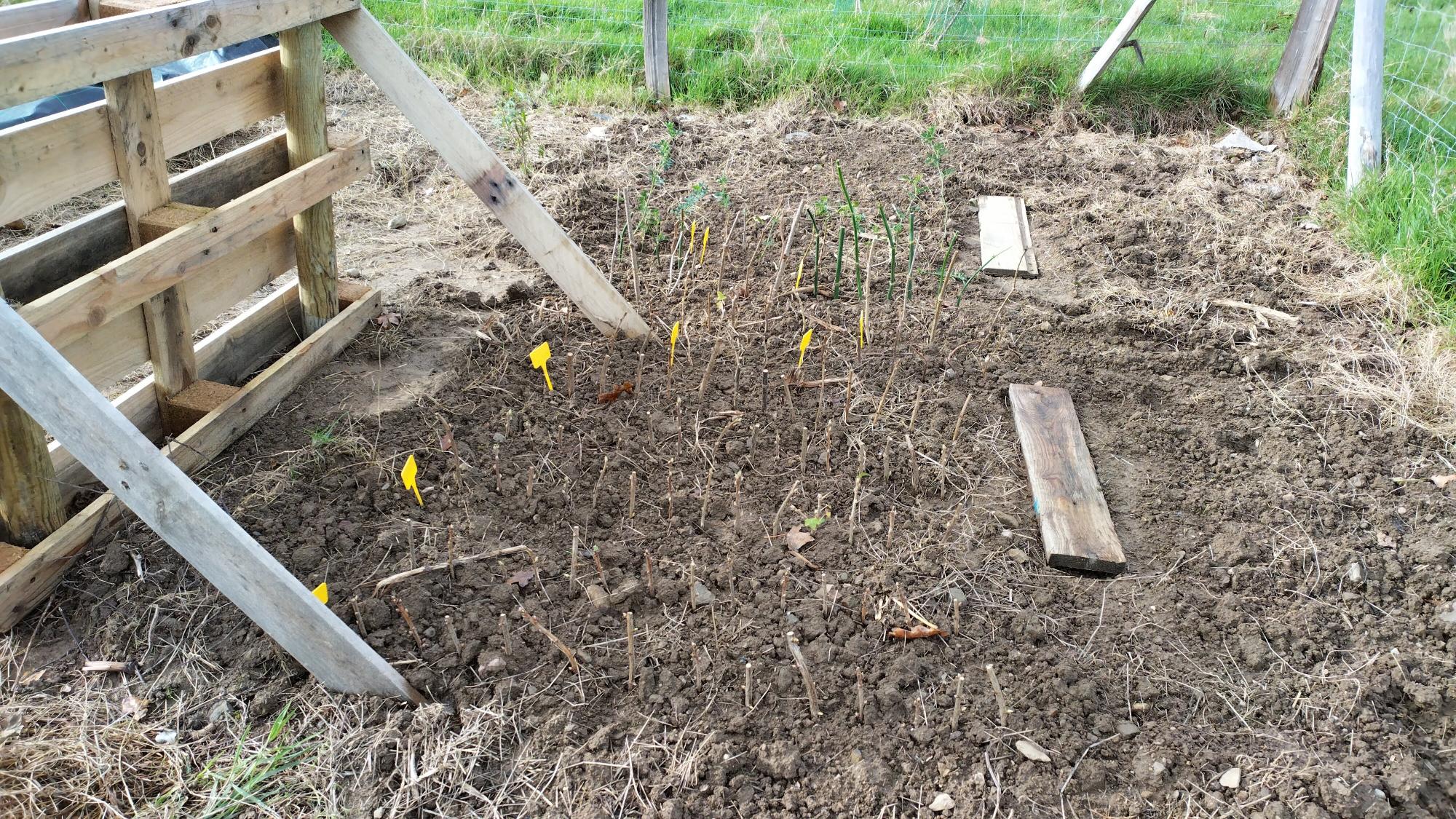 Vue finale des boutures, bien ordonnées