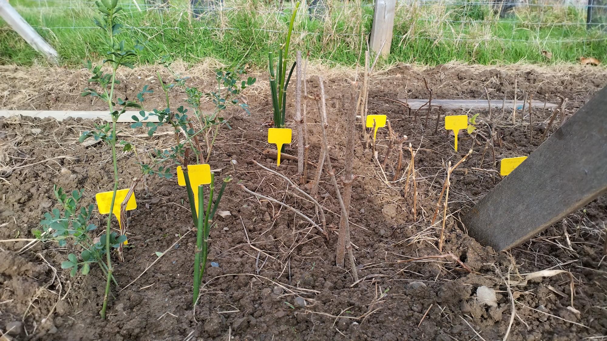 Zoom sur les boutures et leurs petits panneaux