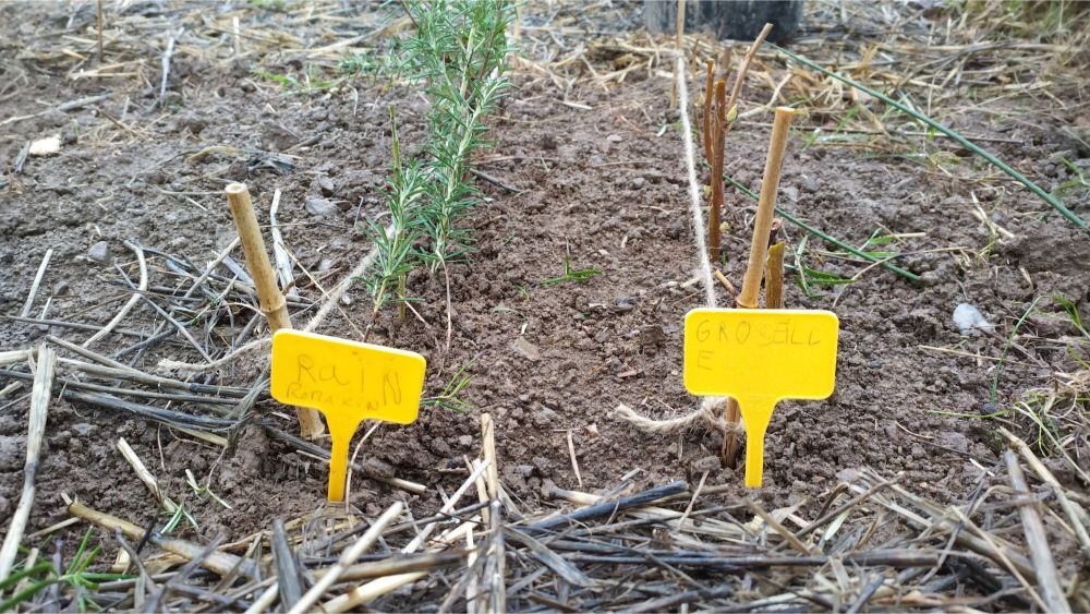 Minis panneaux de plantations jaunes, avec écrit dessus "Rain" (Romarin) et "Groseille" d'une écriture d'enfant. Derrière chaque panneau, une ligne de boutures de la plante correspondante