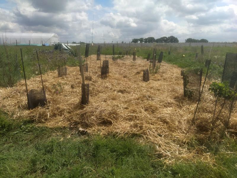 image Jardinage à la Pépille, juillet 2022