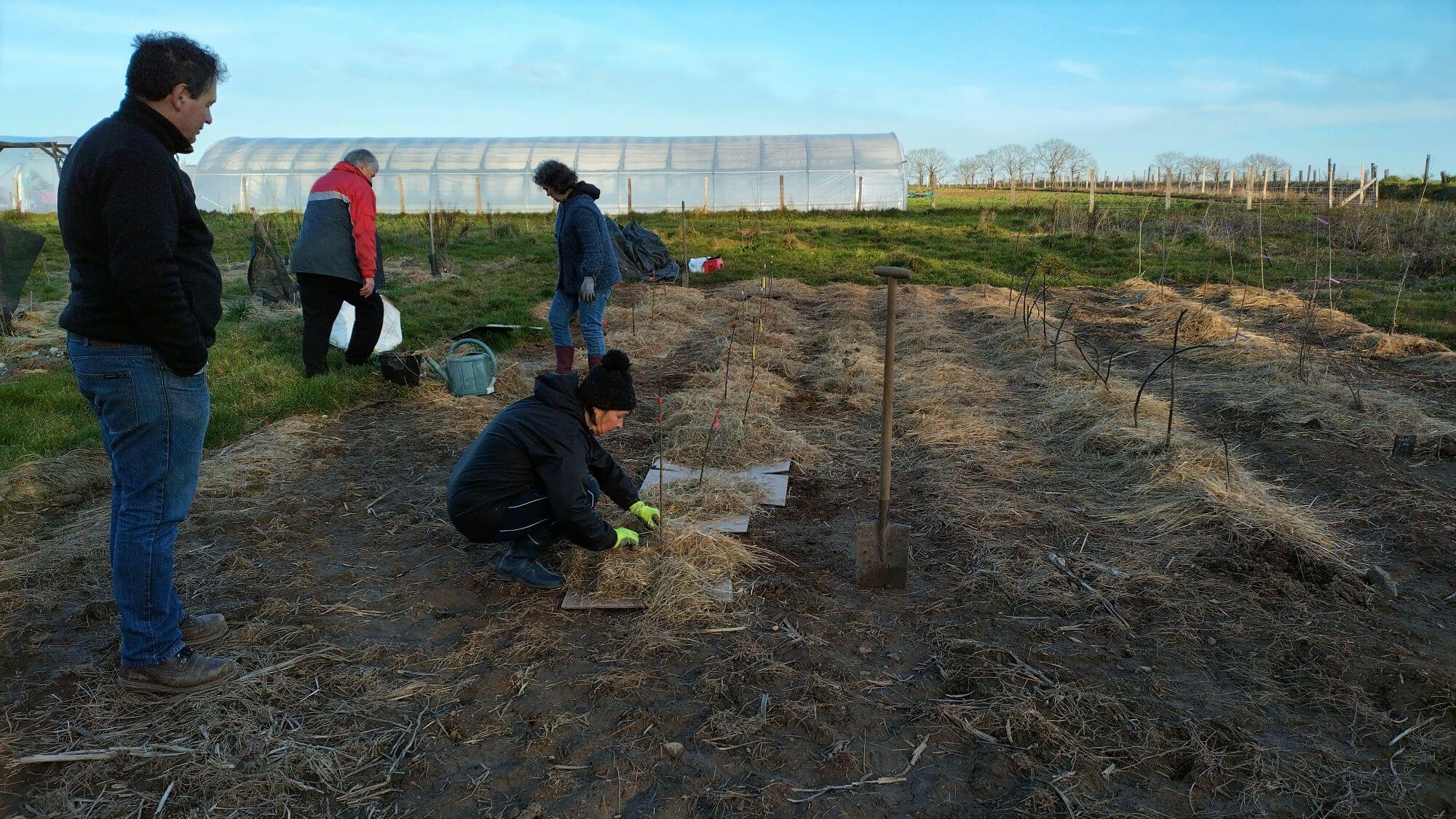 Plantations des porte-greffes dans la pépinière en fin de journée