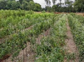 image Visite de la pépinière des Jardins de Beauchêne, Minihic-sur-Rance