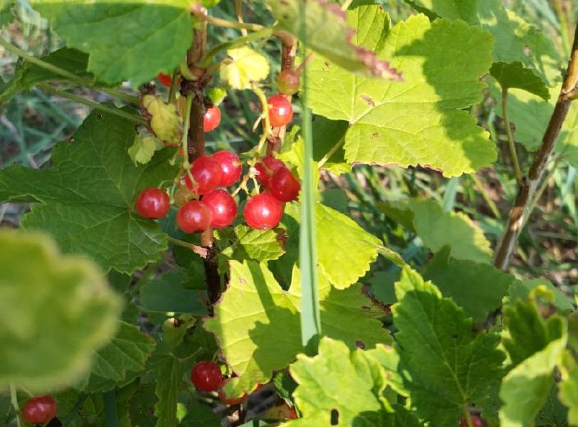 image Initiation taille de petits fruitiers et boutures