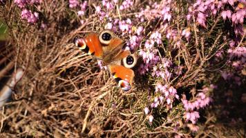image Rendez-vous à la Pépille - mars-avril 2026